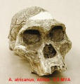 Australopithecusafricanus-1.jpg