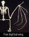 Bat skeleton.jpg