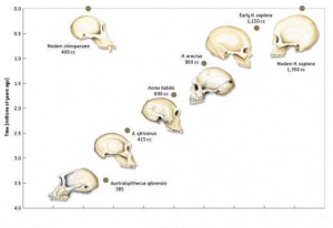 Brain sizes.jpg