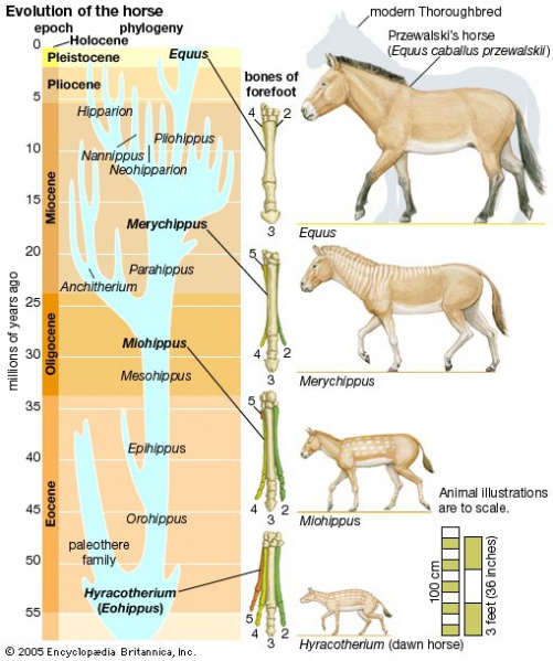 File:Evolution02.jpg