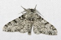 Peppered moth.jpg