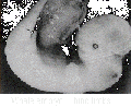 Whale embryo small-2.gif